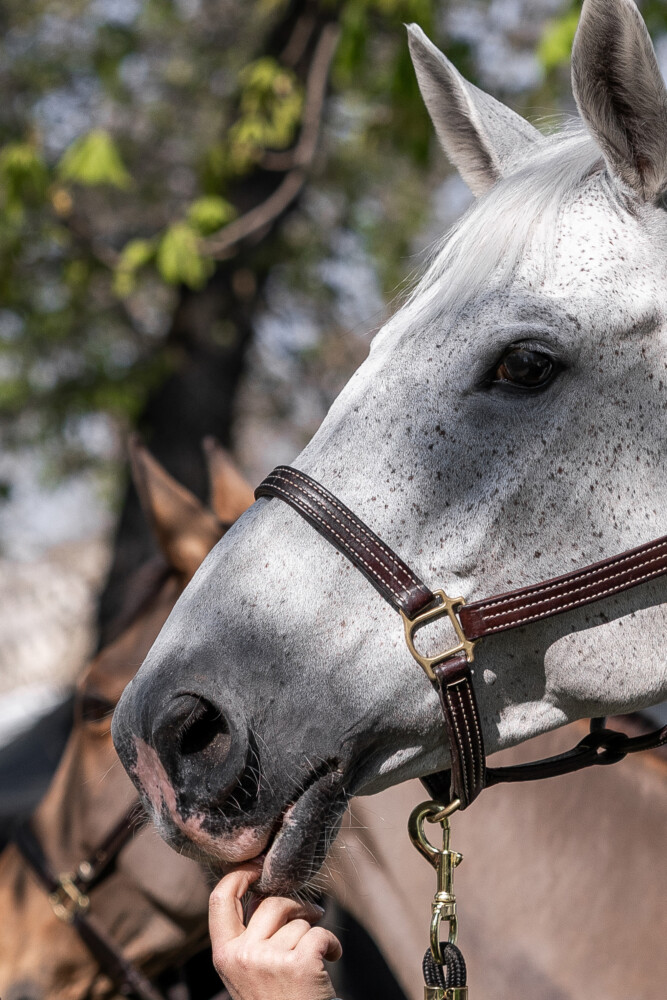 Saut Hermès 2026 Madeleine Bergsjo @ Hermès 2026