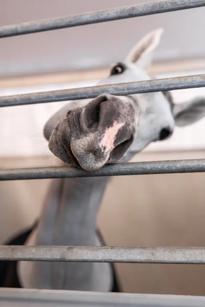 Saut Hermès 2026 Madeleine Bergsjo @ Hermès 2026