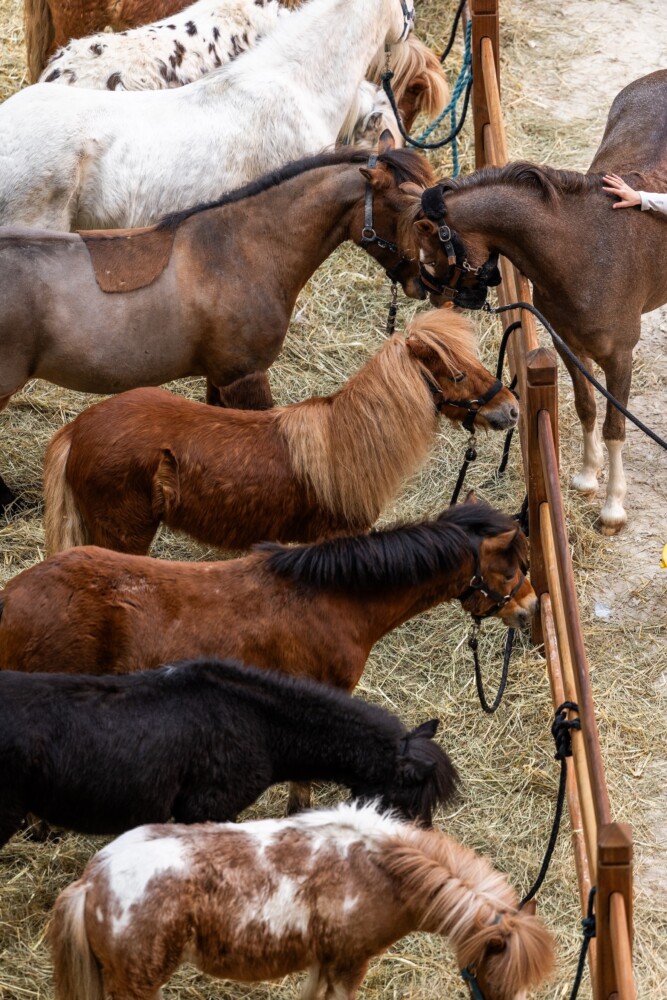 Saut Hermès 2026 Madeleine Bergsjo @ Hermès 2026